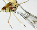 Zagrammosoma multilineatum - photo 3