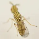 Zagrammosoma multilineatum - photo 4