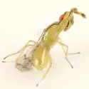 Zagrammosoma multilineatum - photo 5