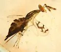 Zagrammosoma trifurcatum