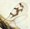 Zagrammosoma trifurcatum - photo 2
