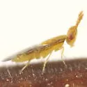 Zagrammosoma velerii