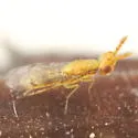 Zagrammosoma velerii - photo 2