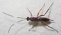 Zagryphus nasutus - photo 2