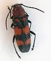 Zagymnus clerinus - Zagymnus clerinus