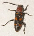 Zagymnus clerinus - photo 2
