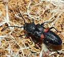 Zagymnus clerinus - photo 3