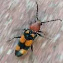 Zagymnus clerinus - photo 4