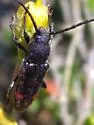 Zagymnus clerinus - photo 5