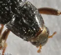 Zaitzevia parvula