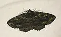 Green-dusted Zale - Hodges#8694 - photo 4