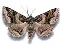 Double-banded Zale - Hodges#8714