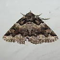 Double-banded Zale - Hodges#8714 - photo 2