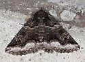 Double-banded Zale - Hodges#8714 - photo 4