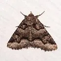Double-banded Zale - Hodges#8714 - photo 5
