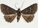Zale chisosensis - Hodges#8693.1