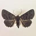 Zale chisosensis - Hodges#8693.1 - photo 2