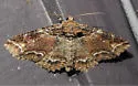Zale clandestina - Hodges#8697.1