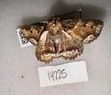 Zale clandestina - Hodges#8697.1 - photo 4