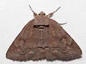 Zale confusa - Hodges#8701