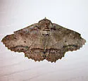 Zale fictilis - Hodges#8687