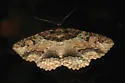 Maple Zale Moth - Hodges#8692 - photo 2