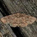Maple Zale Moth - Hodges#8692 - photo 5