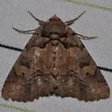 Brown-spotted Zale - Hodges#8704 - photo 3