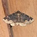 Horrid Zale - Hodges#8717 - photo 3