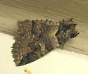 Pine Barrens Zale - Hodges#8713 - Zale lunifera