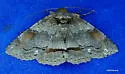 Washed-out Zale - Hodges#8707 - Zale metatoides