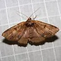 Washed-out Zale - Hodges#8707 - photo 2