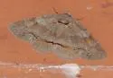 Washed-out Zale - Hodges#8707 - photo 4