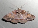 Washed-out Zale - Hodges#8707 - photo 5
