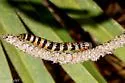 Okefenokee Zale Moth - Hodges#8718 - photo 2