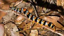 Okefenokee Zale Moth - Hodges#8718 - photo 4