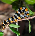 Okefenokee Zale Moth - Hodges#8718 - photo 5