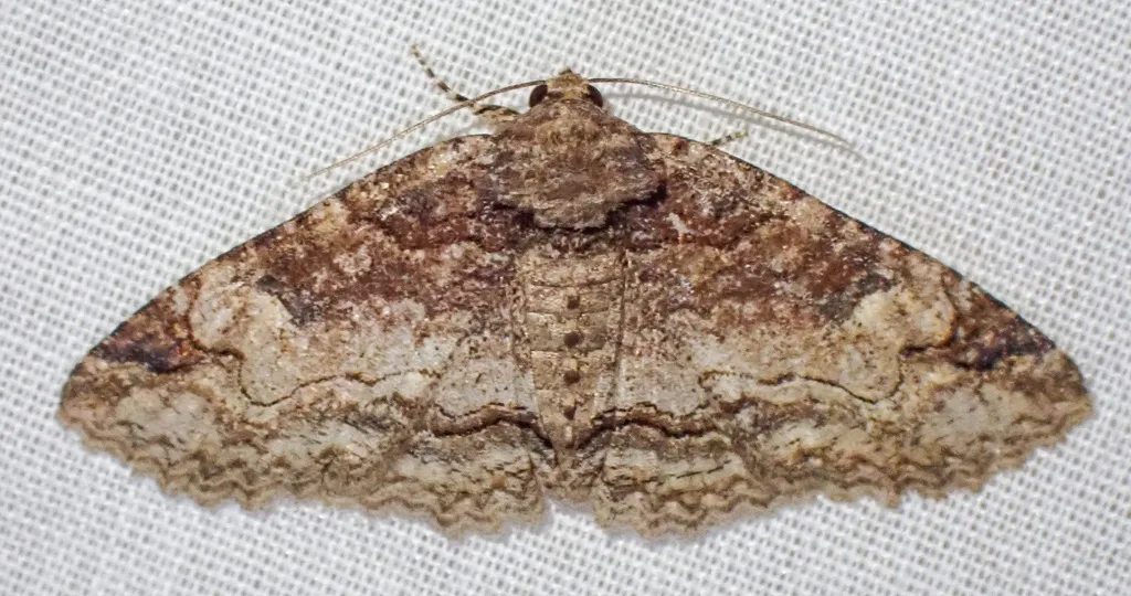 Zale phaeocapna - Hodges#8698 - photo 2