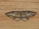Zale sp. nr. strigimacula - Hodges#8686.2 - Zale sp-nr-strigimacula
