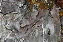 Gray-banded Zale Moth - Hodges#8700 - Zale squamularis