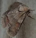 Gray-banded Zale Moth - Hodges#8700 - photo 3