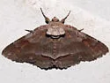 Gray-banded Zale Moth - Hodges#8700 - photo 4