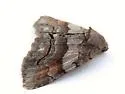 Gray-banded Zale Moth - Hodges#8700 - photo 5