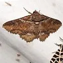 Zale strigimacula - Hodges#8686 - Zale strigimacula