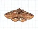 Zale strigimacula - Hodges#8686 - photo 2