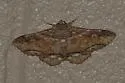 Zale strigimacula - Hodges#8686 - photo 3