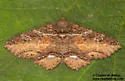 Zale strigimacula - Hodges#8686 - photo 4
