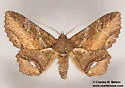 Zale strigimacula - Hodges#8686 - photo 5