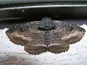 Black Zale - Hodges#8695 - Zale undularis