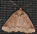 One-lined Zale - Hodges#8716 - photo 3